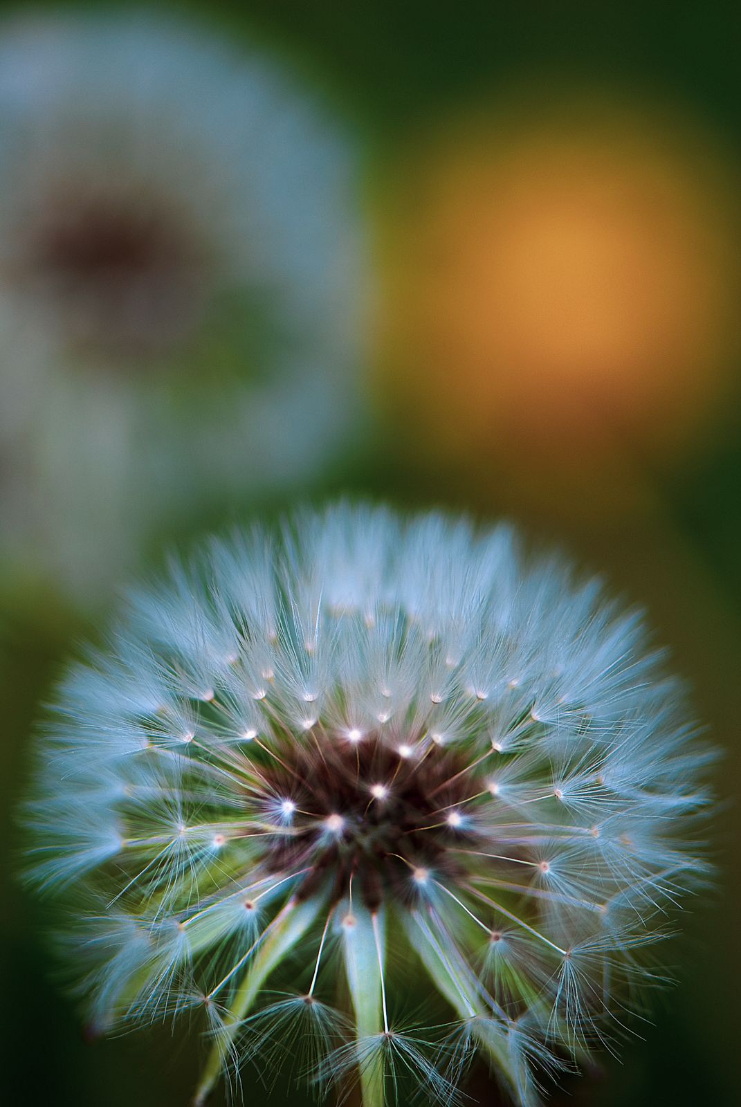 Dandelion