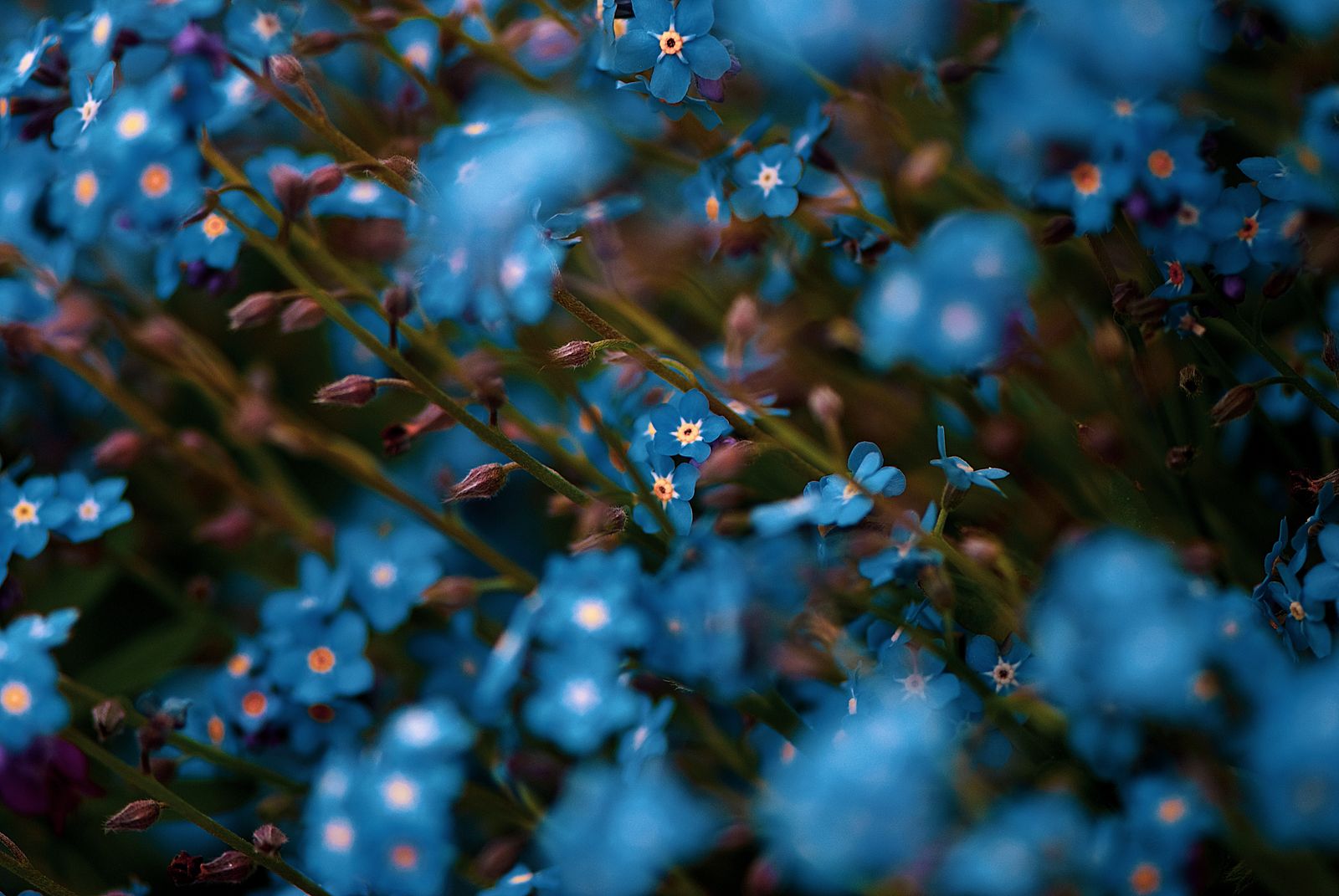 Forget-Me-Not