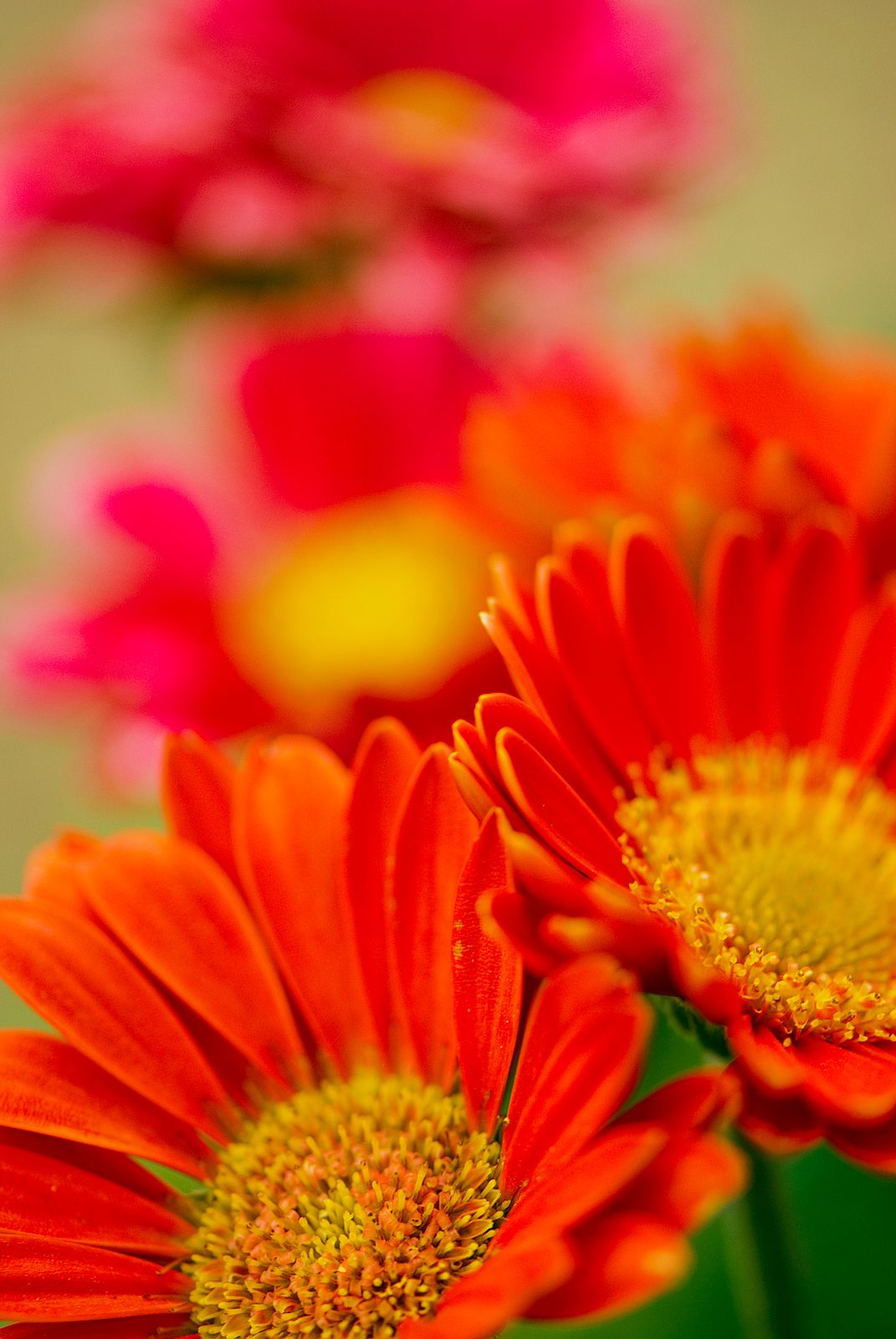 Gerbera-Daisies