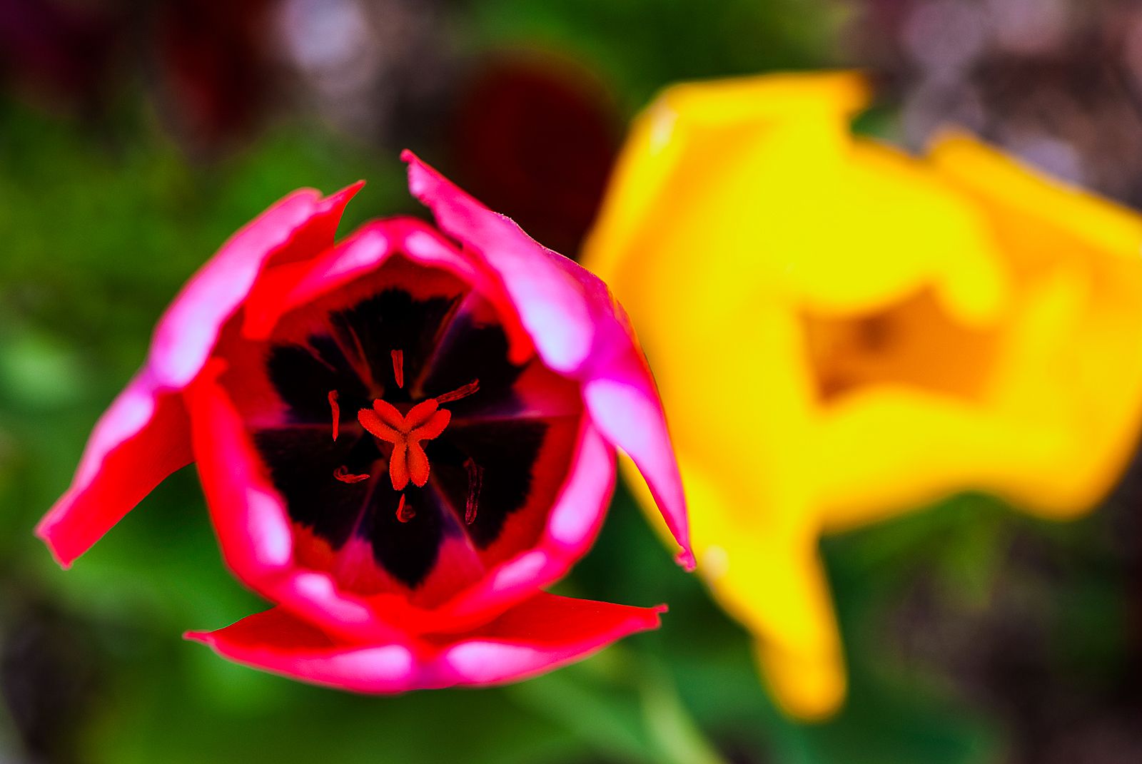 Red-Tulip