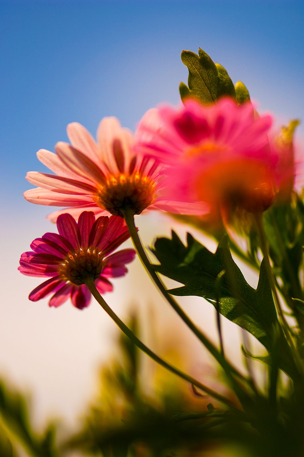 Under-Daisies