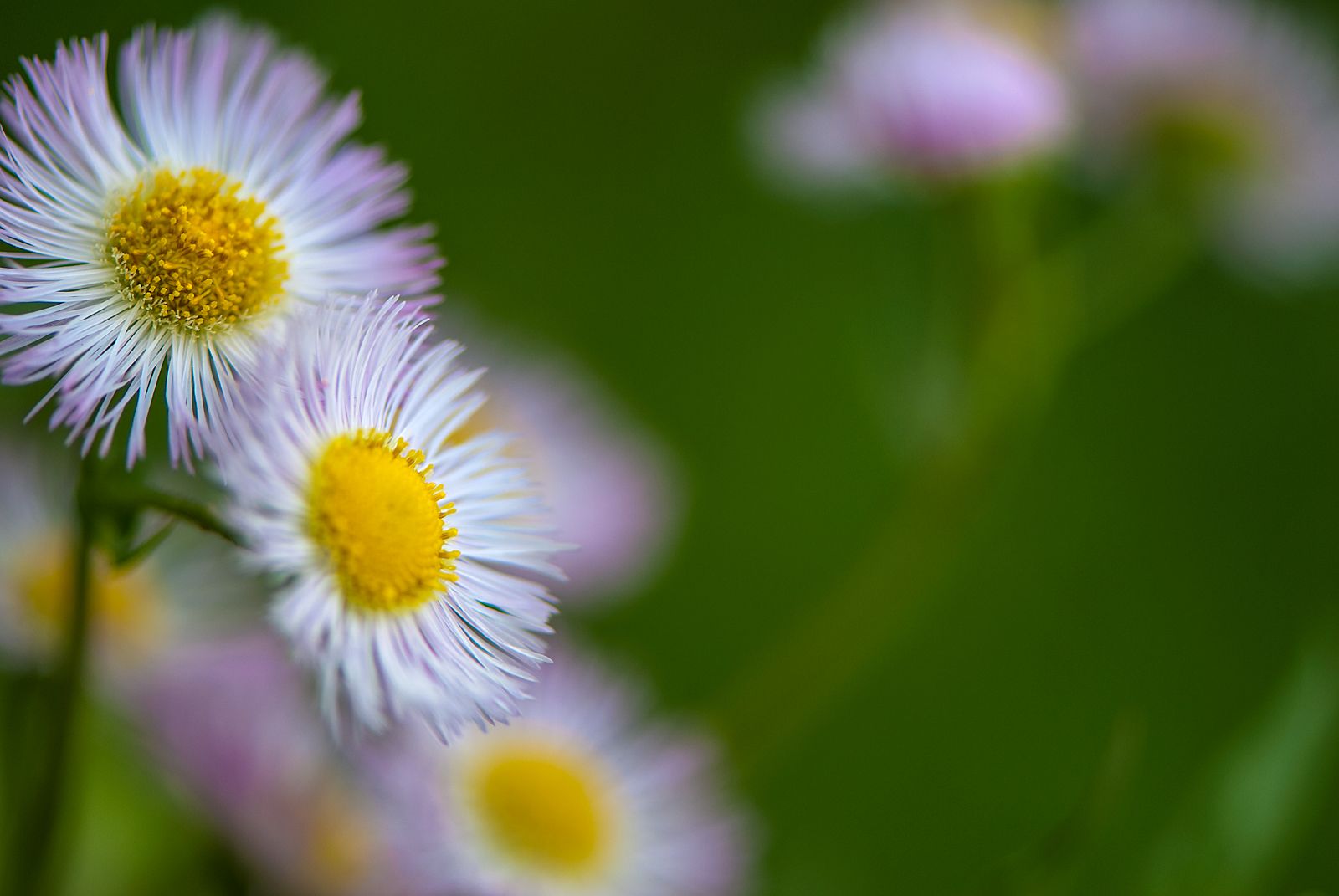 Wandering-Fleabane