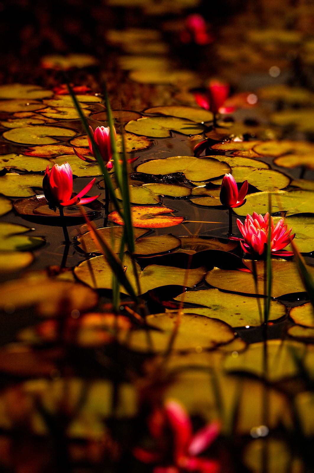 Water-Lilies