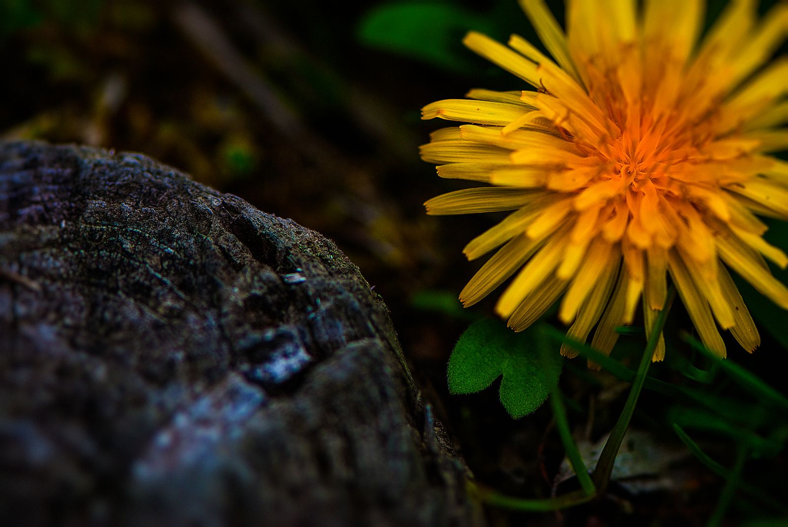 Yellow-Dandelion